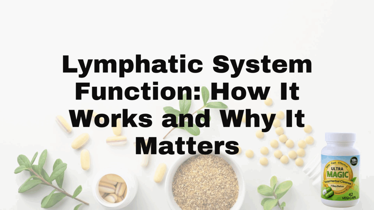 Lymphatic System Function: How It Works and Why It Matters