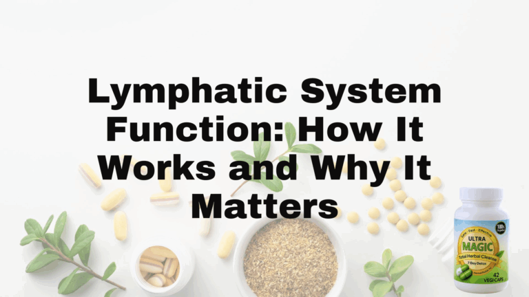 Lymphatic System Function: How It Works and Why It Matters